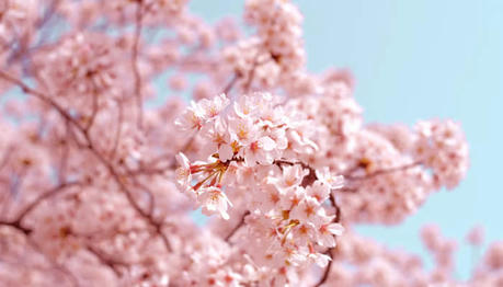 Global Picks for Cherry Blossom Viewing: Where to Go for the Best Blooms