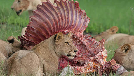 Is the Lion's Diet Truly Effective?